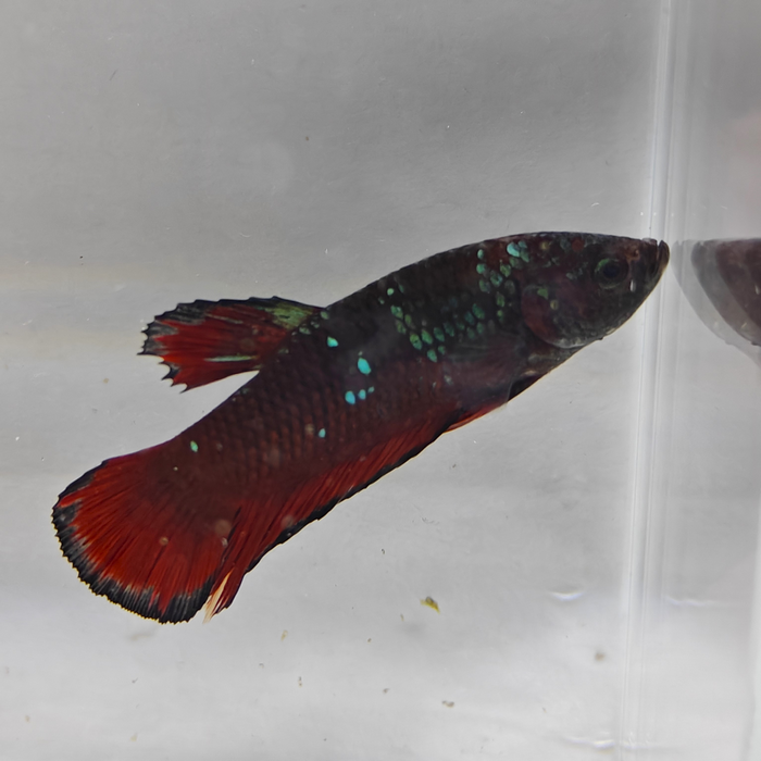 betta splendens man