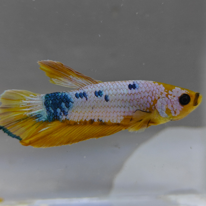 betta splendens man