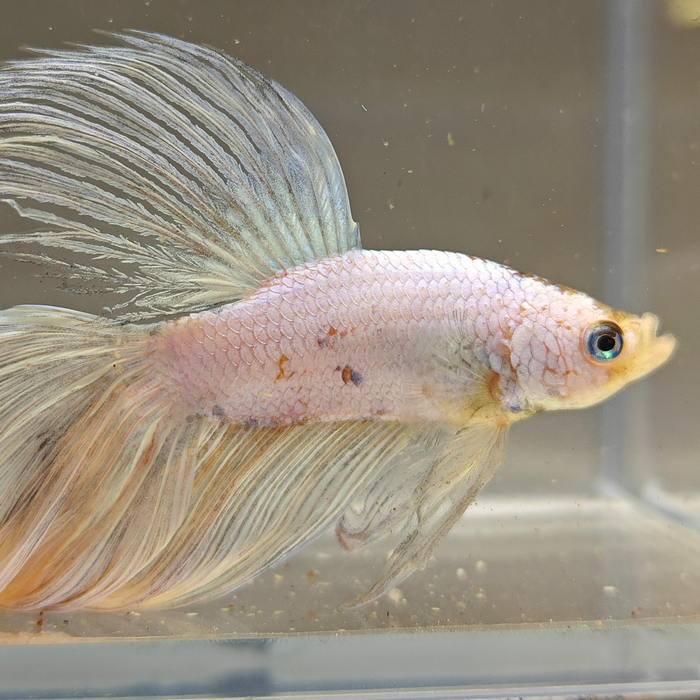 betta splendens man