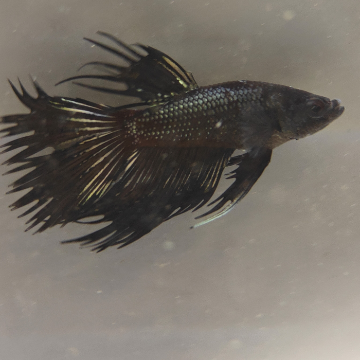 betta splendens man