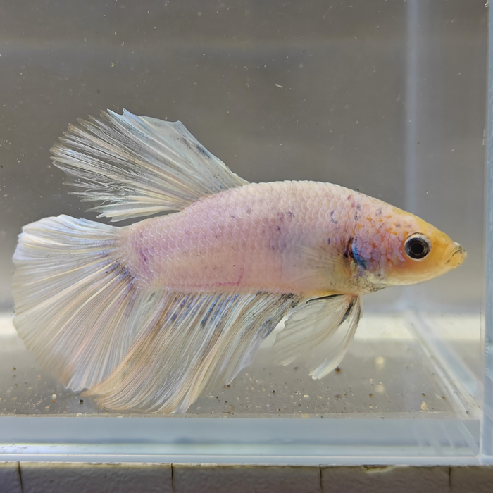 betta splendens man