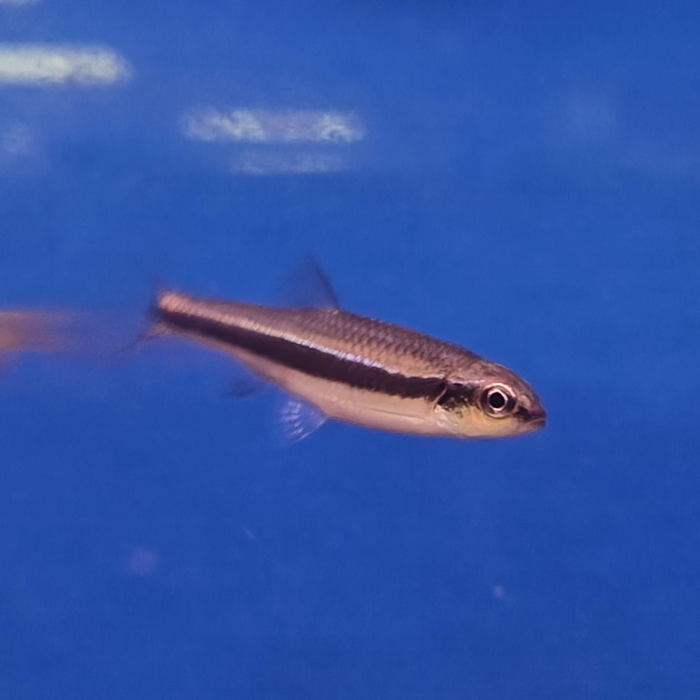 Notropis lutipinnis