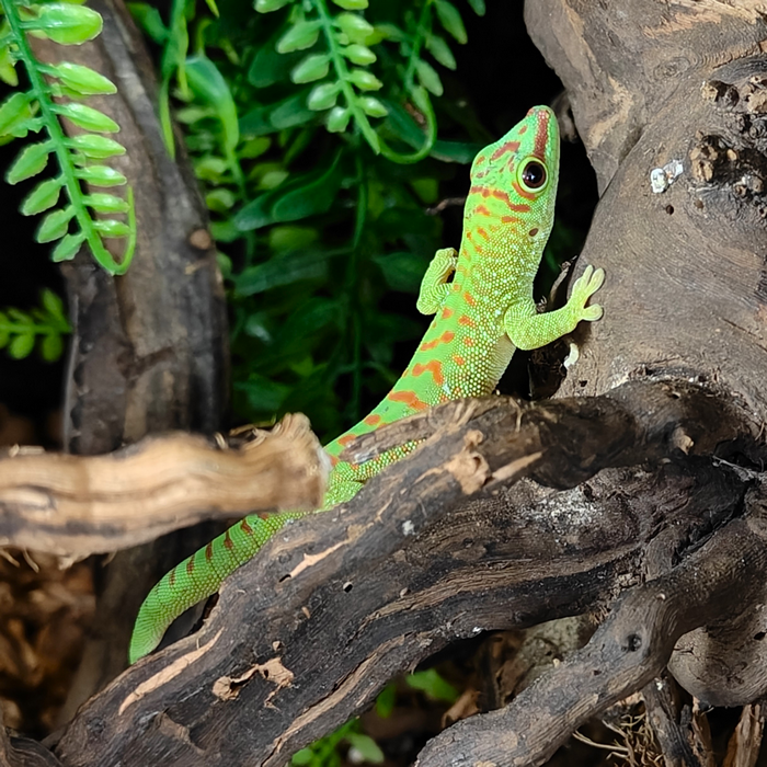 phelsuma grandis