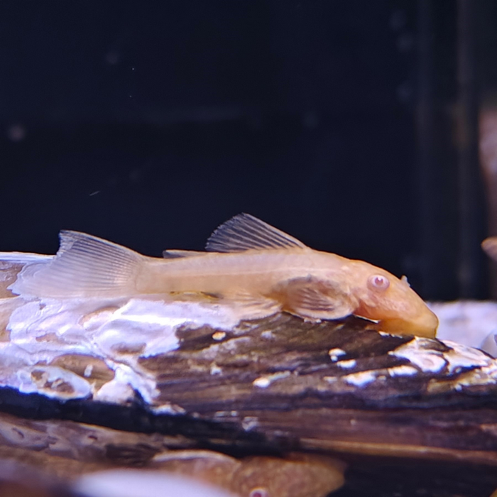 Ancistrus cf. cirrhosus (goud)