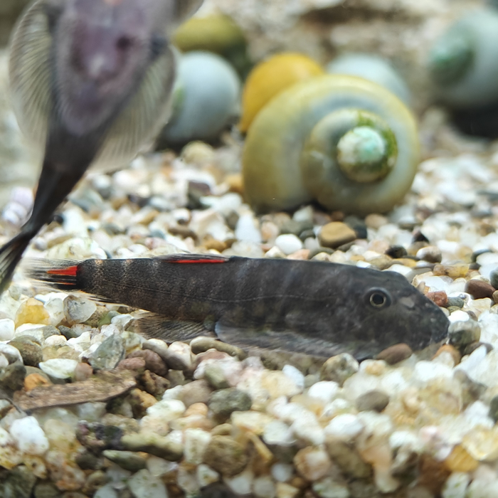 gastromyzon sp. bloody mary