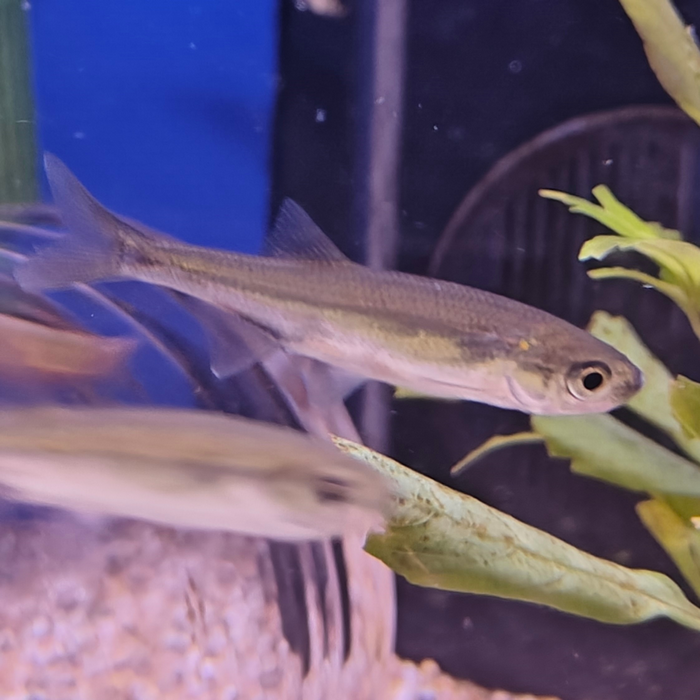 Leucaspius delineatus