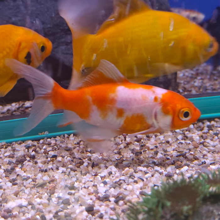 carrasius auratus (shubunkin red devil)