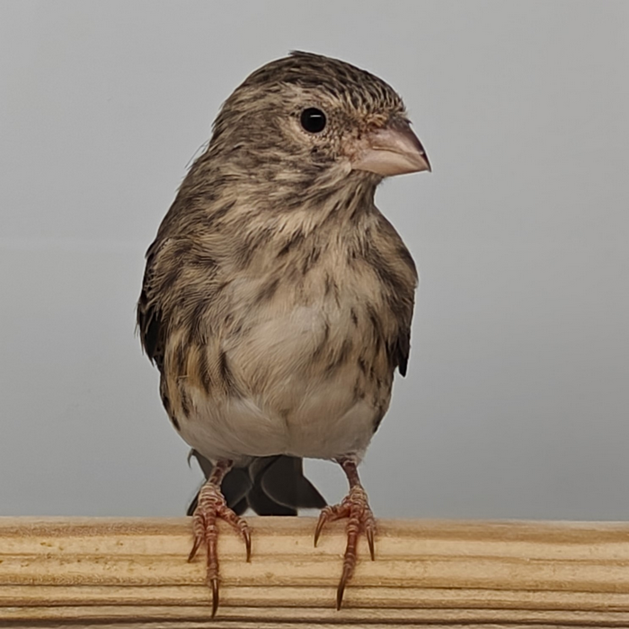 Serinus leucopygius x serinus canaria