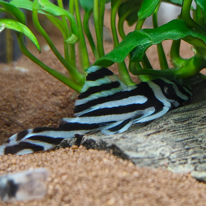 L-046 hypancistrus zebra