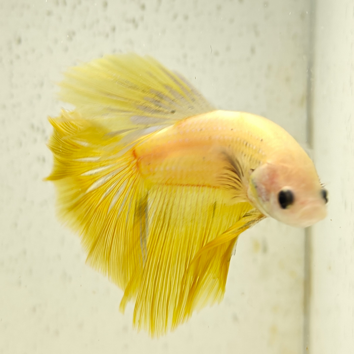 betta splendens man