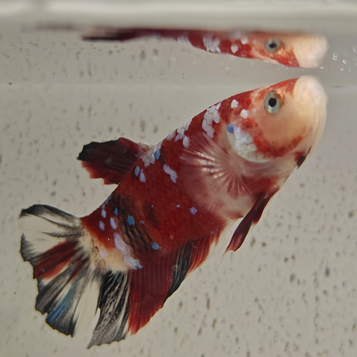 betta splendens man