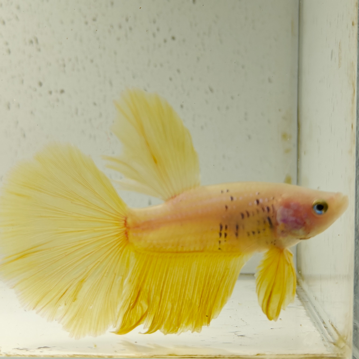 betta splendens man