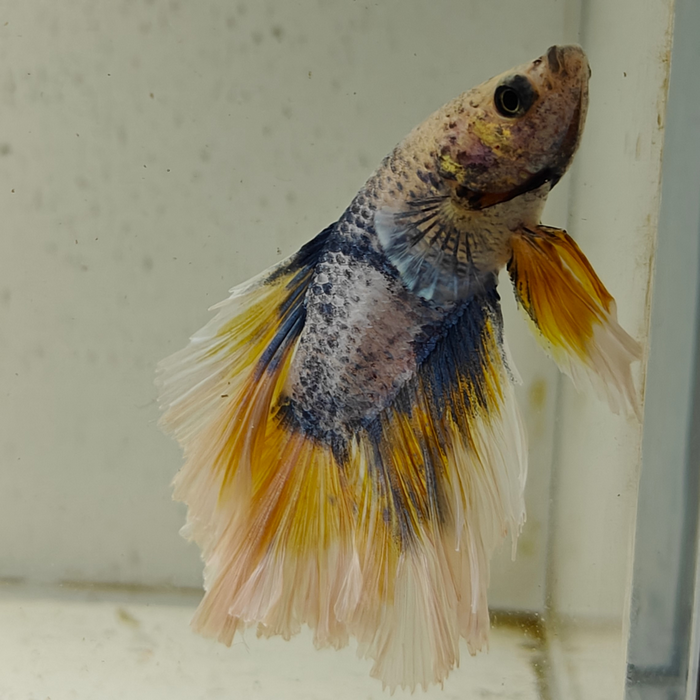 betta splendens man