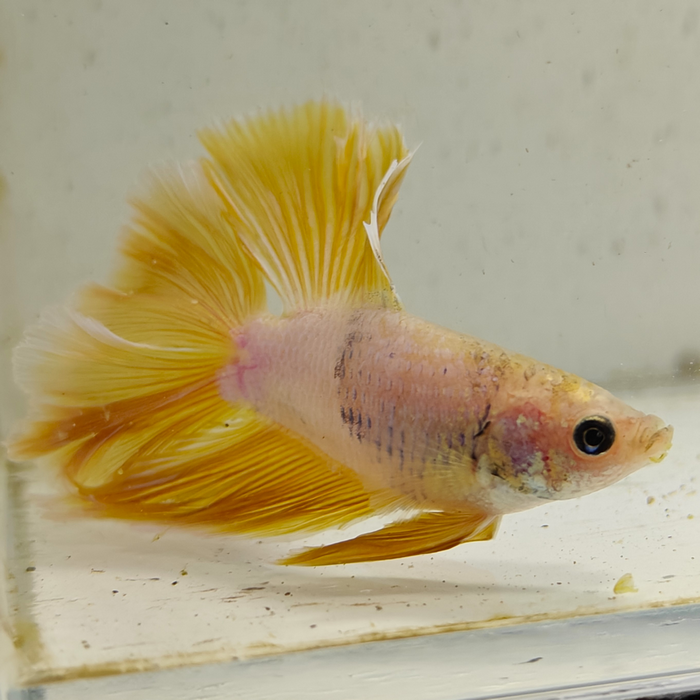 betta splendens man