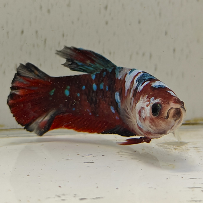 betta splendens man