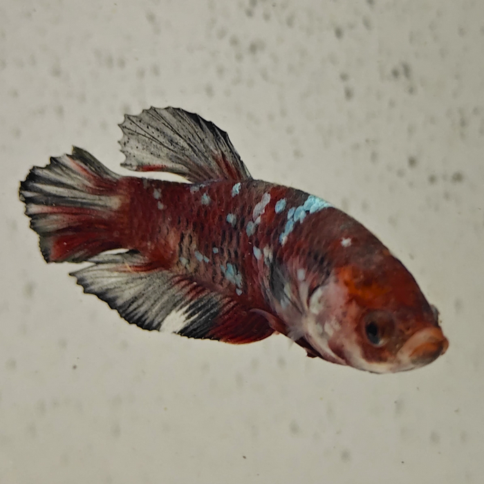 betta splendens man