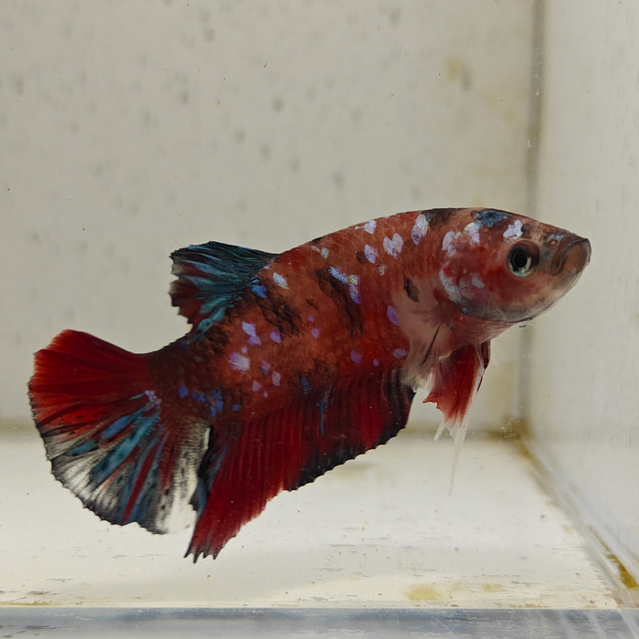 betta splendens man