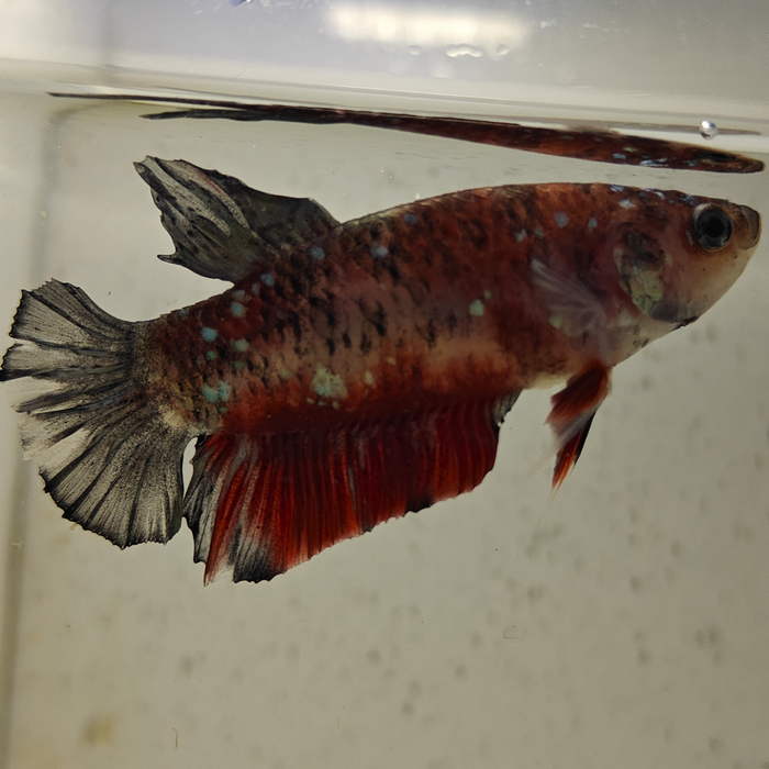 betta splendens man