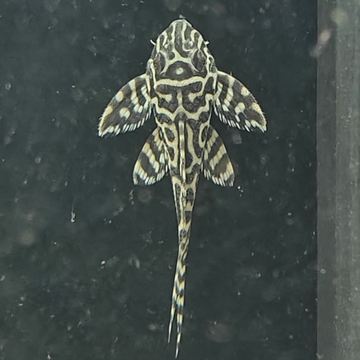 hypancistrus spec. L400