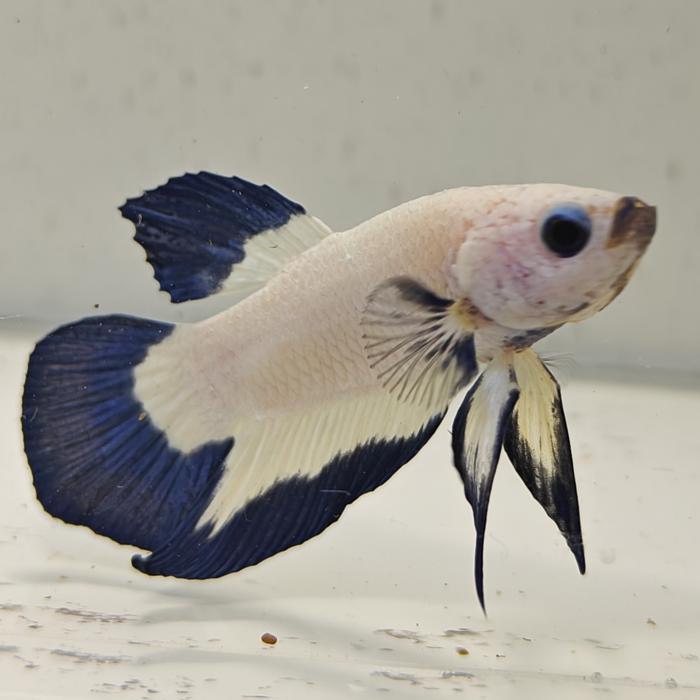 betta splendens man