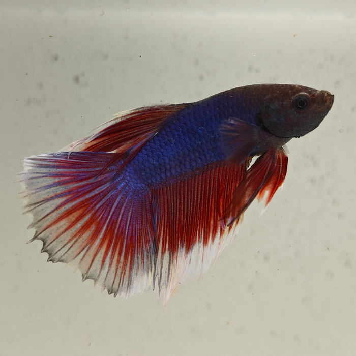 betta splendens man