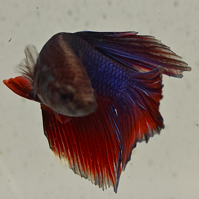 betta splendens man