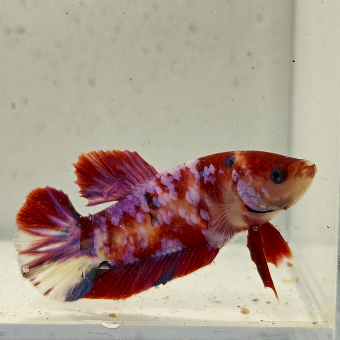 betta splendens man