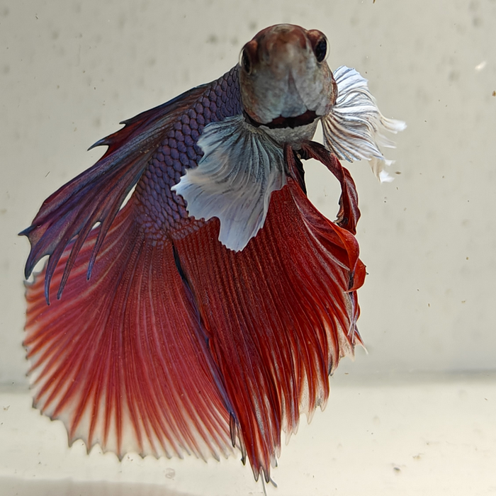 betta splendens man