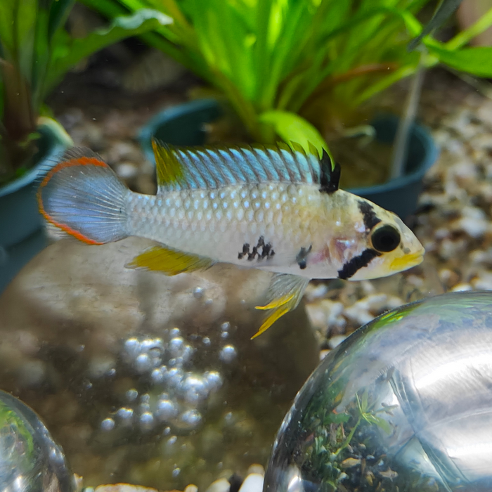 Apistogramma pandurini