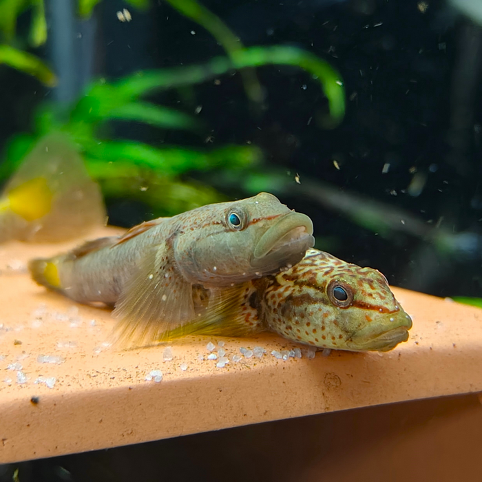 Rhinogobius species