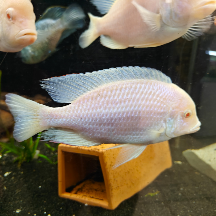 cyrtocara moori (albino)