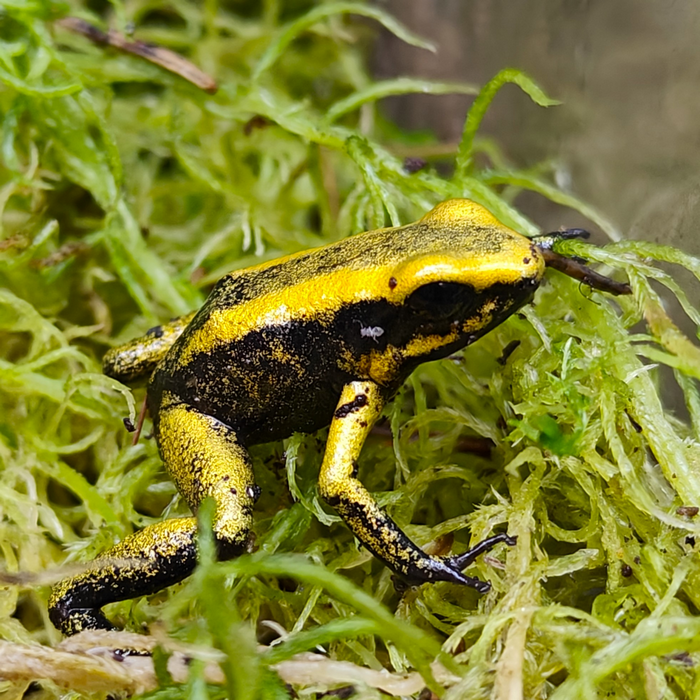 Phyllobates terribilis