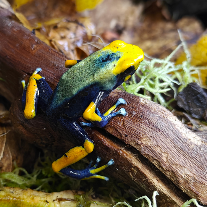 Dendrobates tinctorius “Tumucumaque”