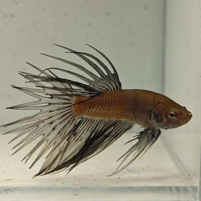 betta splendens man