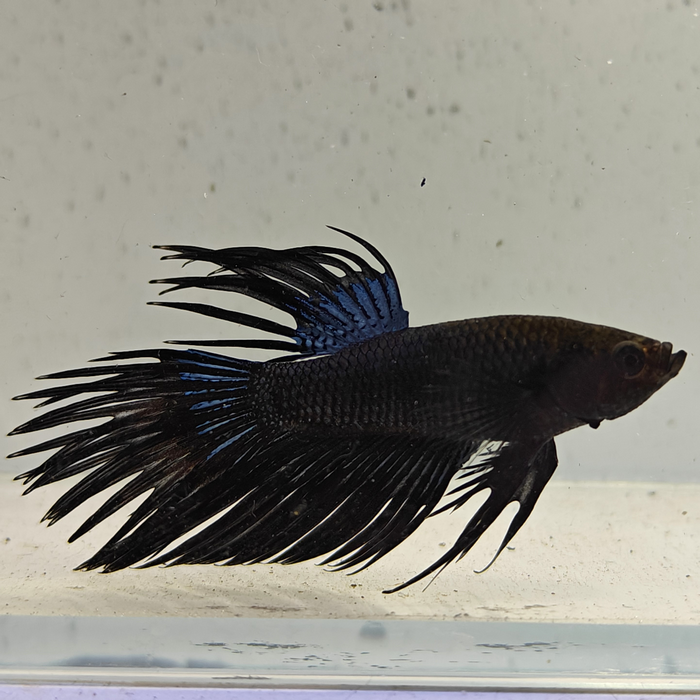 betta splendens man