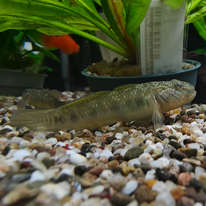 Rhinogobius giurinus