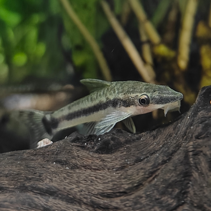 Otocinclus arnoldi