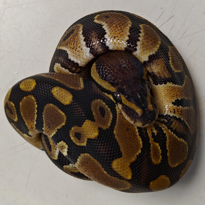 Python regius