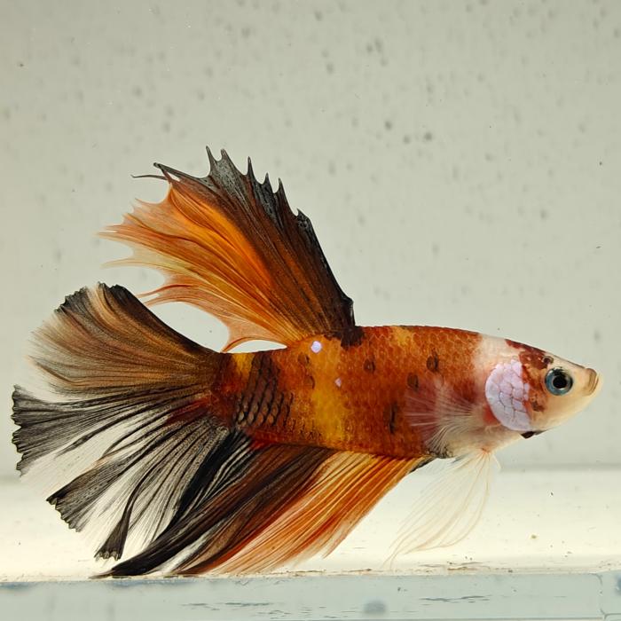 betta splendens man