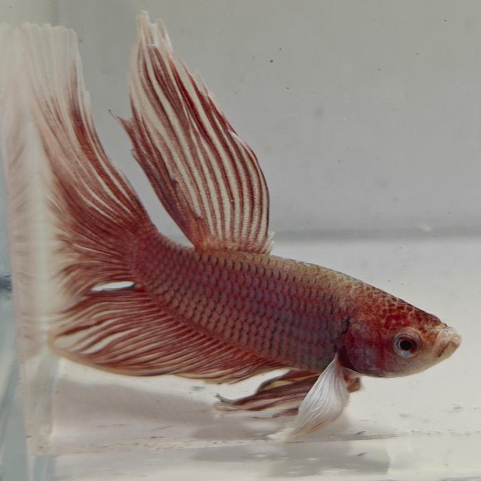 betta splendens man