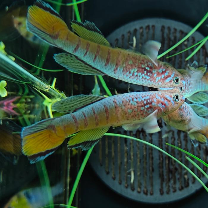 Aphyosemion sjoestedti