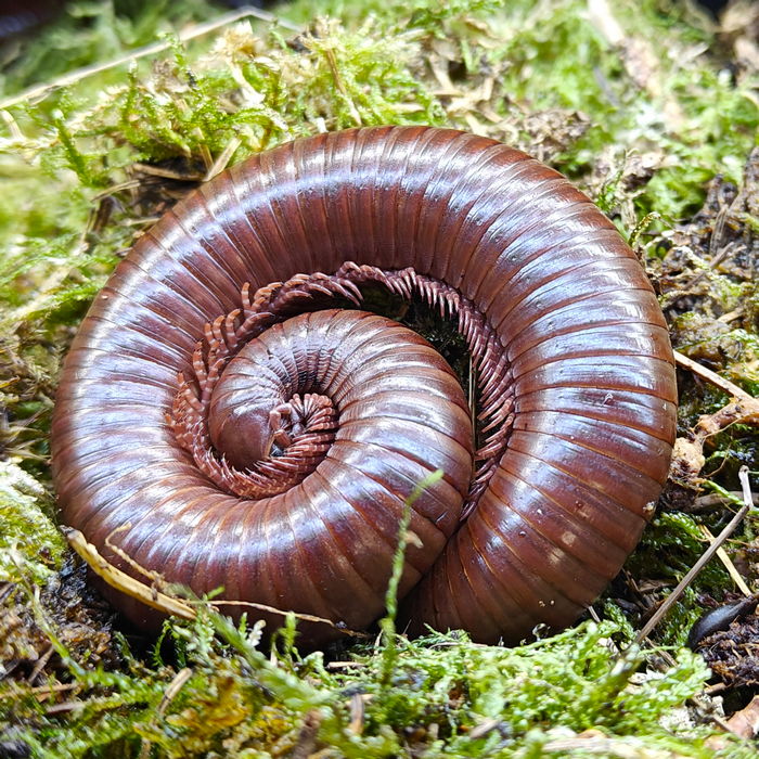 Ophistreptus guineensis