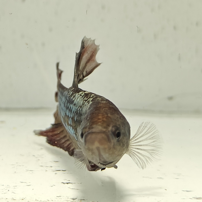 betta splendens man