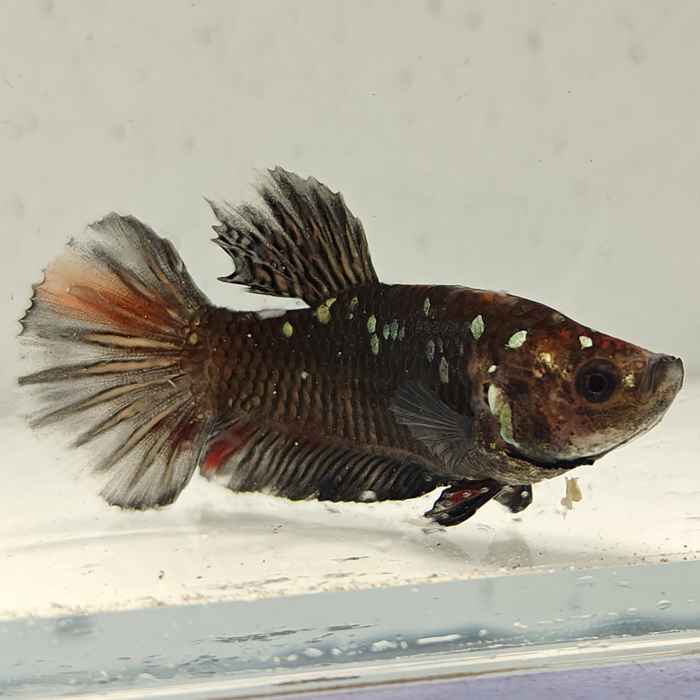 betta splendens man