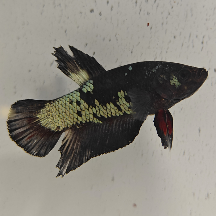 betta splendens man