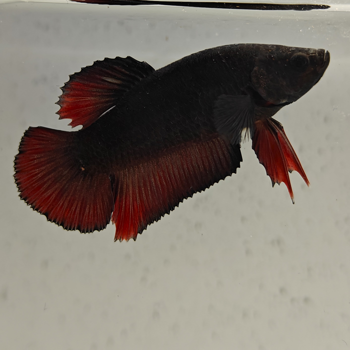 betta splendens man