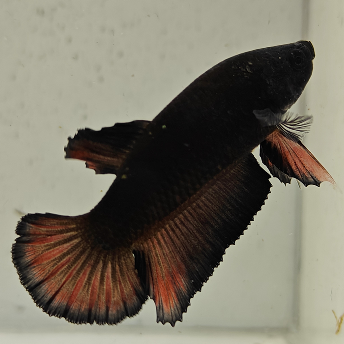 betta splendens man