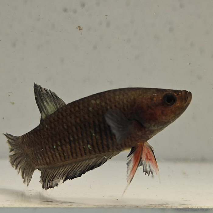 betta splendens man