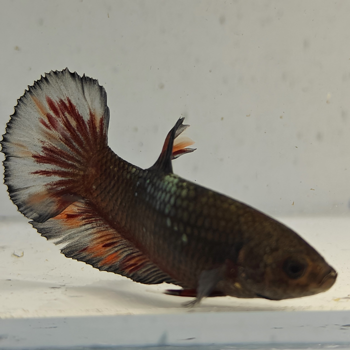 betta splendens man