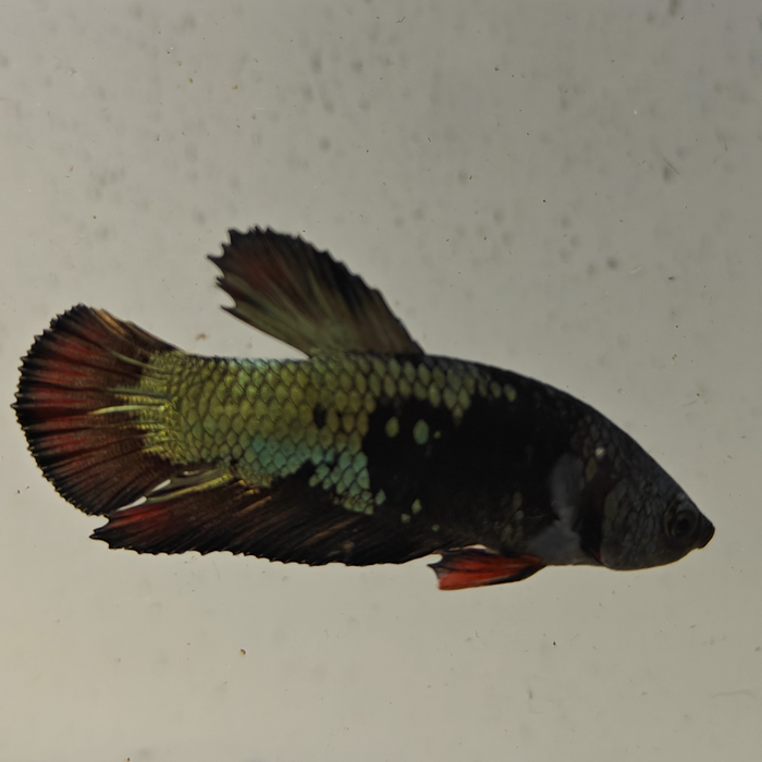 betta splendens man